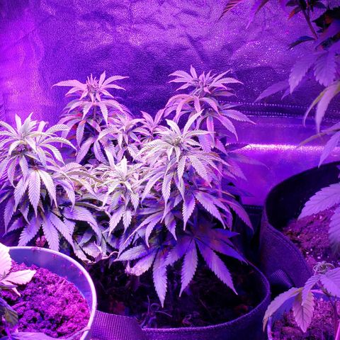Muskoka Kush #1 Betty growlog timeline photo