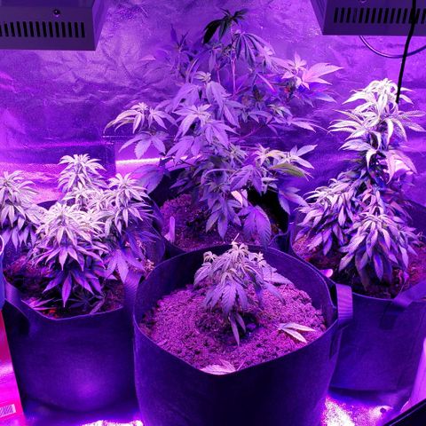 Muskoka Kush #2 Veronica  growlog timeline photo