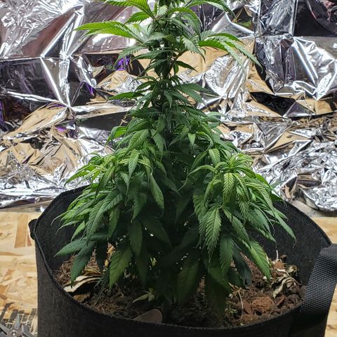 Muskoka Kush #2 Veronica  growlog timeline photo