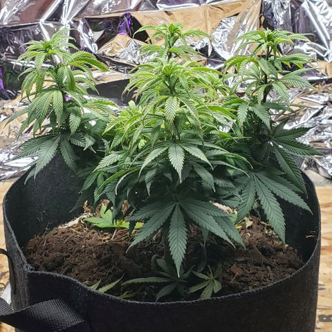 Muskoka Kush #1 Betty growlog timeline photo