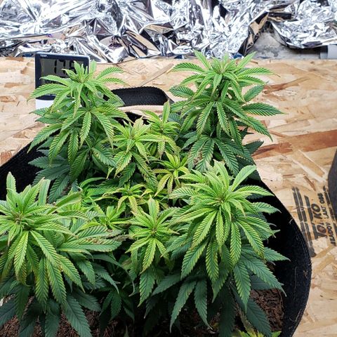 Muskoka Kush #1 Betty growlog timeline photo