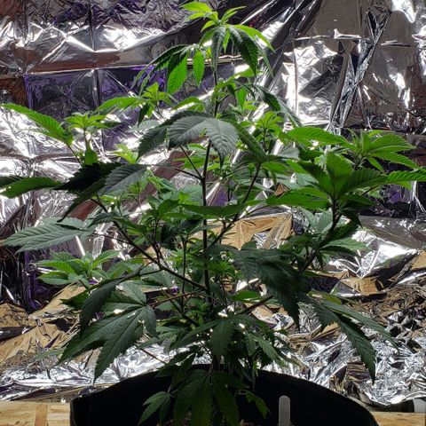 Gelato Cheryl  growlog timeline photo