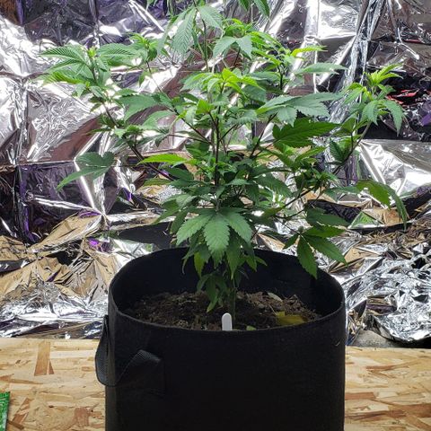Gelato Cheryl  growlog timeline photo