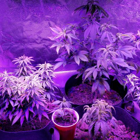 Muskoka Kush #2 Veronica  growlog timeline photo