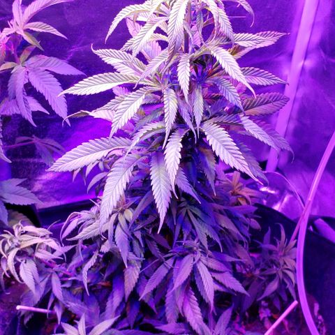 Muskoka Kush #2 Veronica  growlog timeline photo