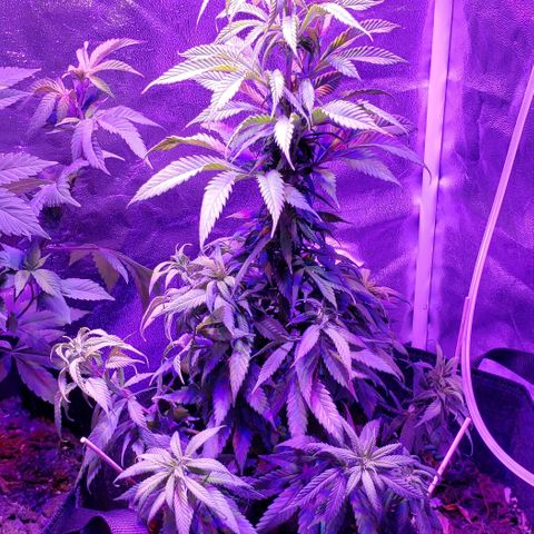 Muskoka Kush #2 Veronica  growlog timeline photo