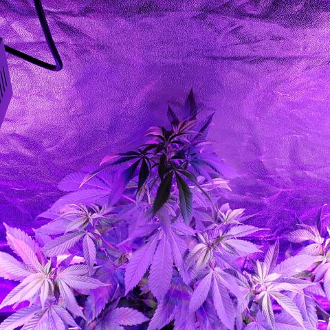 Gelato Cheryl  growlog timeline photo