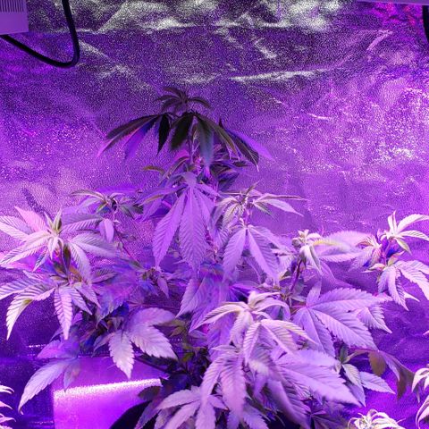 Gelato Cheryl  growlog timeline photo