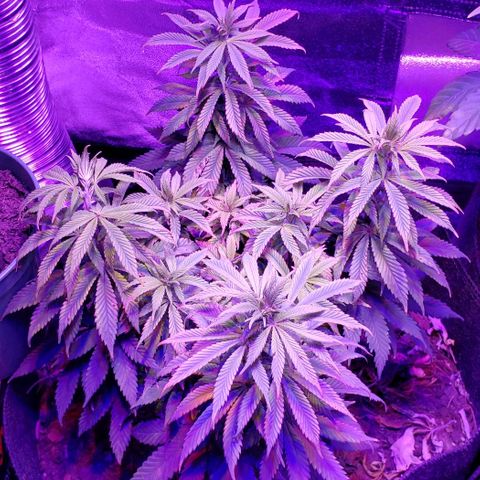 Muskoka Kush #1 Betty growlog timeline photo