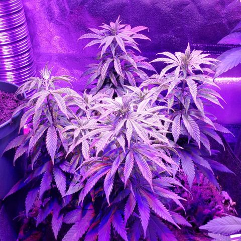 Muskoka Kush #1 Betty growlog timeline photo