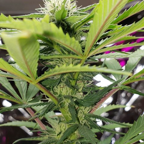 Muskoka Kush #2 Veronica  growlog photo: day 16 of flowering 