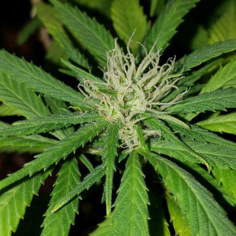 Muskoka Kush #2 Veronica  growlog photo: day 16 of flowering 