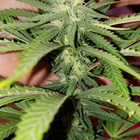 Muskoka Kush #2 Veronica  growlog photo: day 16 of flowering 