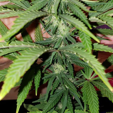 Muskoka Kush #2 Veronica  growlog photo: day 16 of flowering 