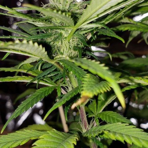 Muskoka Kush #2 Veronica  growlog photo: day 16 of flowering 