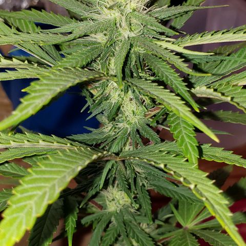 Muskoka Kush #2 Veronica  growlog photo: day 16 of flowering 