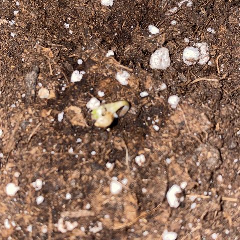 Melonade Runtz growlog photo: Ohne vorkeimen, direkt in die Erde.
Oberfläche mit sprühflasche alle 2 Tage angefeuchtet 