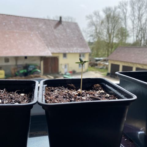 Melonade Runtz growlog timeline photo