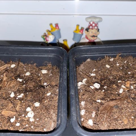 Melonade Runtz growlog timeline photo