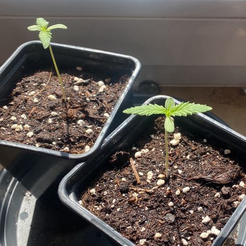 Melonade Runtz growlog timeline photo