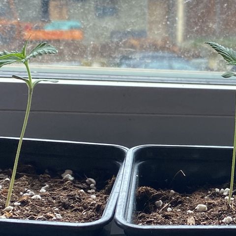 Melonade Runtz growlog photo: Anfangs leicht am vergeilen da zu wenig Sonne vorhanden war.