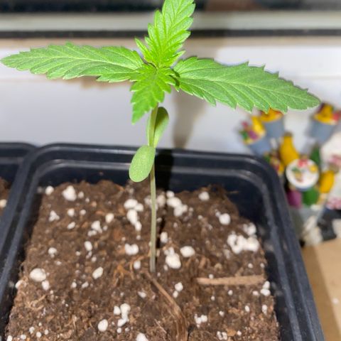 Melonade Runtz growlog timeline photo