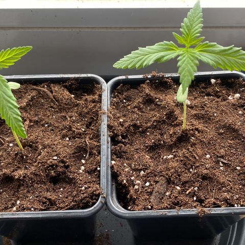 Melonade Runtz growlog photo: Pflanze mit Holzstab, Test-weise gedüngt 
1ml BioBizz Bio Grow 