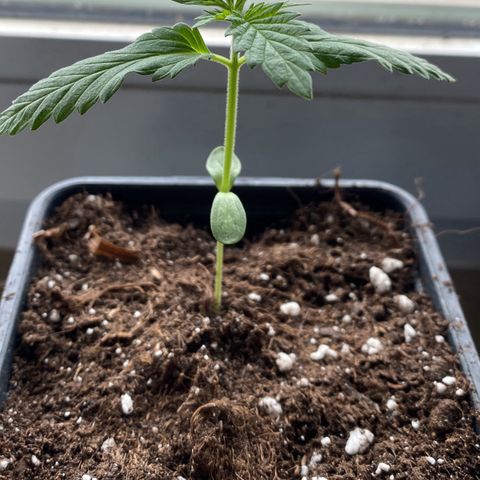 Melonade Runtz growlog timeline photo