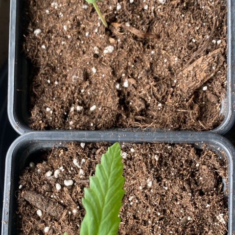 Melonade Runtz growlog timeline photo