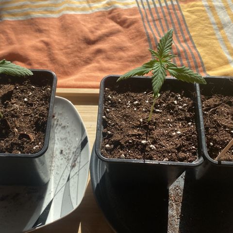 Melonade Runtz growlog timeline photo