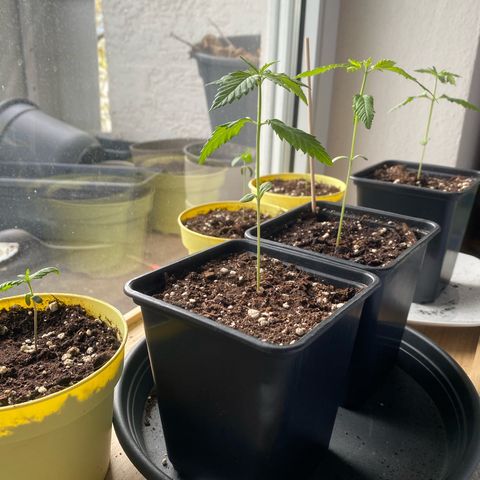 Melonade Runtz growlog timeline photo