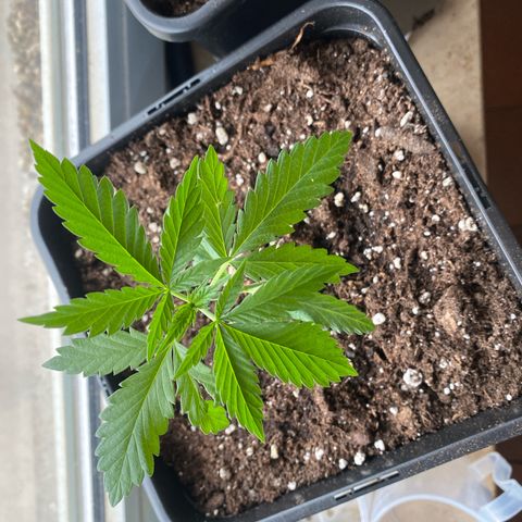 Melonade Runtz growlog timeline photo