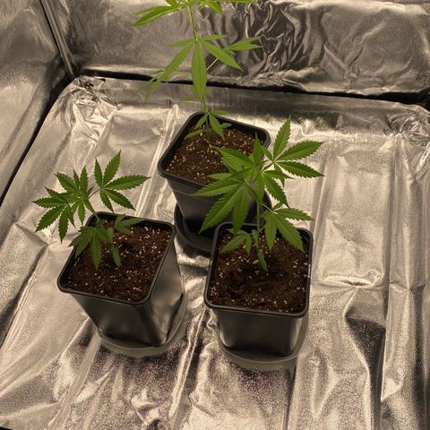 Melonade Runtz growlog timeline photo