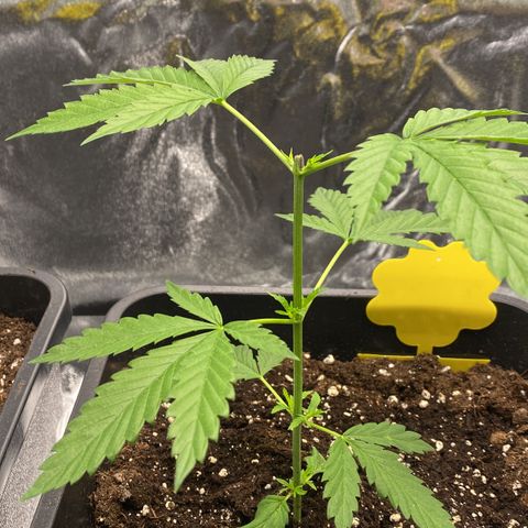 Melonade Runtz growlog timeline photo