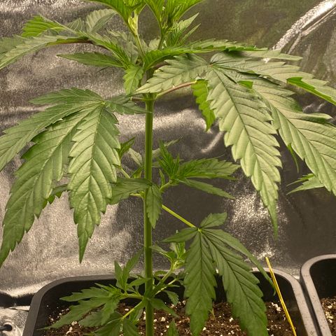 Melonade Runtz growlog timeline photo