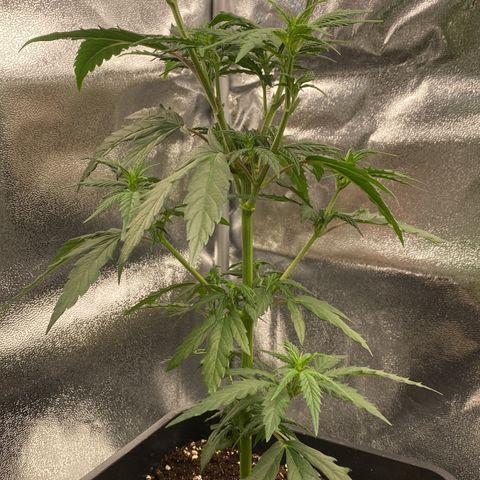 Melonade Runtz growlog timeline photo