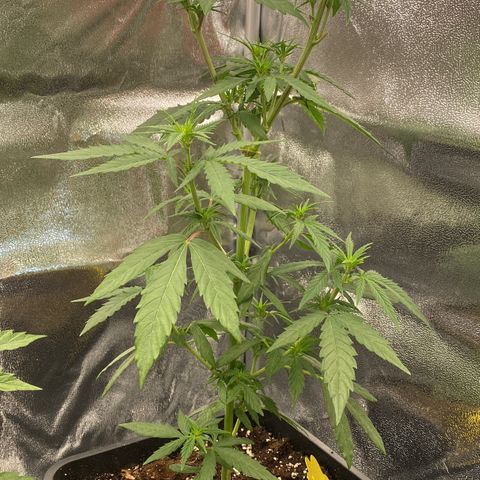 Melonade Runtz growlog timeline photo
