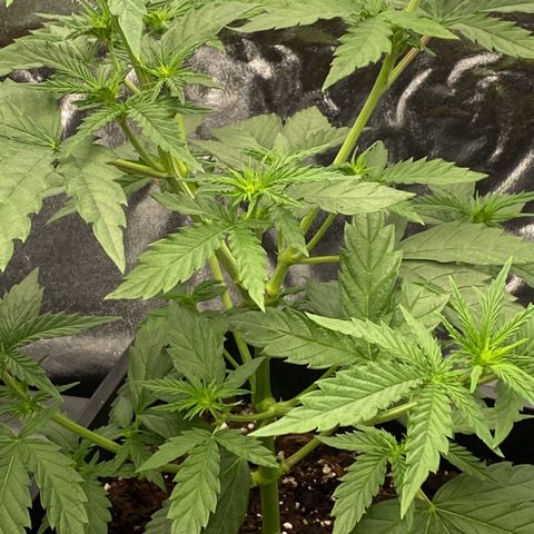 Melonade Runtz growlog timeline photo
