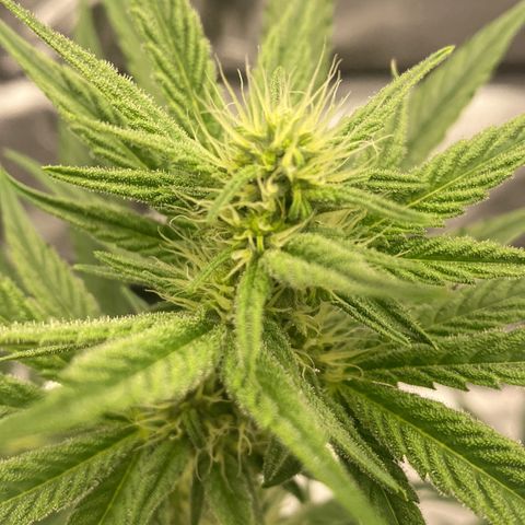 Melonade Runtz growlog timeline photo