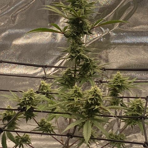 Melonade Runtz growlog timeline photo