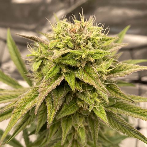 Melonade Runtz growlog timeline photo