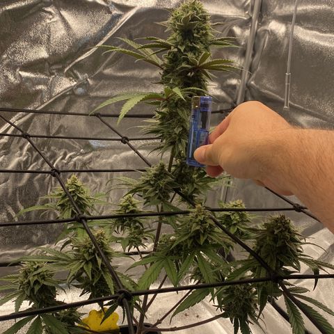 Melonade Runtz growlog timeline photo