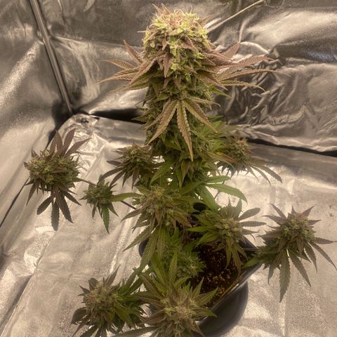 Melonade Runtz growlog timeline photo