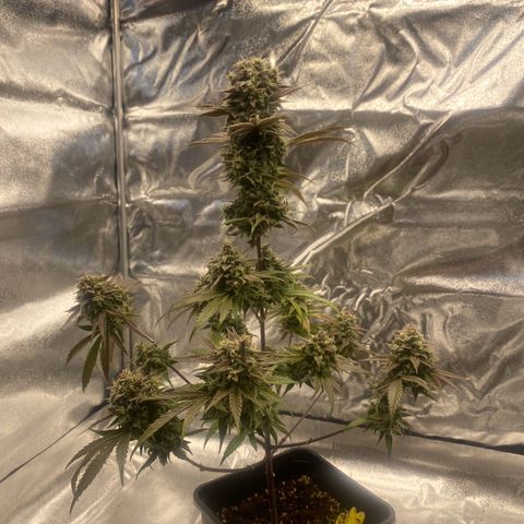 Melonade Runtz growlog timeline photo