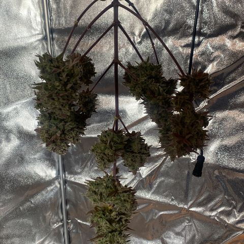 Melonade Runtz growlog timeline photo
