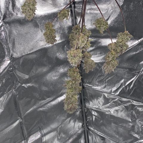 Melonade Runtz growlog timeline photo