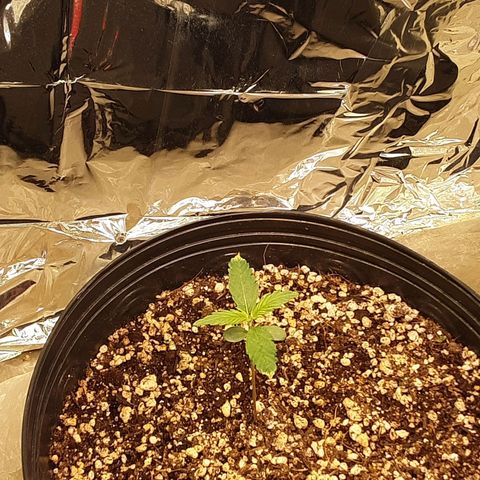 Gelato growlog timeline photo