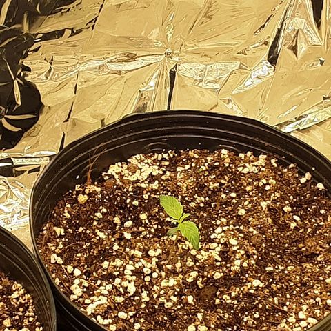 OG Kush growlog timeline photo