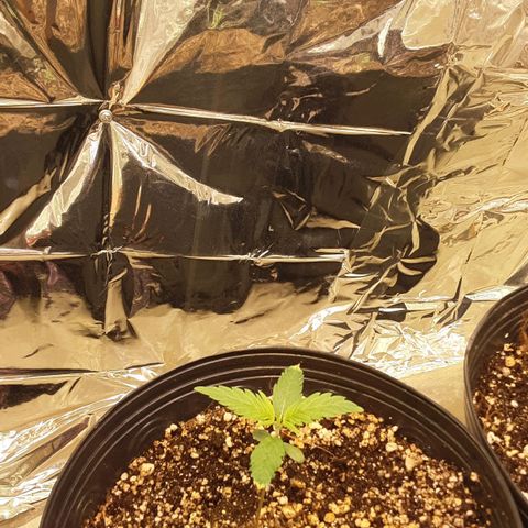 Gelato growlog timeline photo