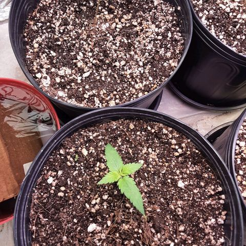 OG Kush growlog timeline photo